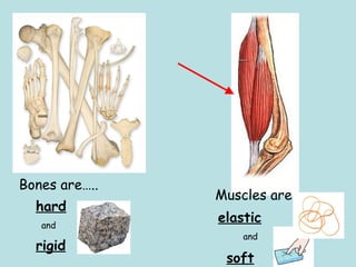 Bones are….. 
hard 
and 
rigid 
Muscles are… 
elastic 
and 
soft 
 