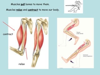 Muscles pull bones to move them. 
Muscles relax and contract to move our body. 
contract 
relax 
 