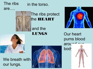 The ribs 
are…. 
in the torso. 
We breath with 
our lungs. 
The ribs protect 
the HEART 
Our heart 
pums blood 
around our 
body. 
and the 
LUNGS 
 