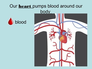 Our heart pumps blood around our 
body 
blood 
