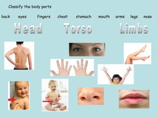 Classify the body parts 
back eyes fingers chest stomach mouth arms legs nose 
 