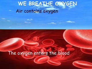 Air contains oxygen
The oxygen enters the blood
WE BREATHE OXYGEN
 