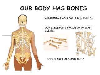 OUR BODY HAS BONES
YOUR BODY HAS A SKELETON INSIDE.
OUR SKELETON IS MADE UP OF MANY
BONES.
BONES ARE HARD AND RIGID.
 
