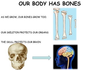 OUR BODY HAS BONES
AS WE GROW, OUR BONES GROW TOO.
OUR SKELETON PROTECTS OUR ORGANS
THE SKULL PROTECTS OUR BRAIN
 