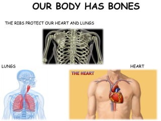 OUR BODY HAS BONES
THE RIBS PROTECT OUR HEART AND LUNGS
LUNGS HEART
 