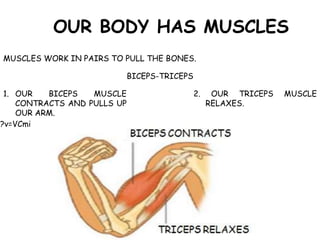 h?v=VCmi
OUR BODY HAS MUSCLES
MUSCLES WORK IN PAIRS TO PULL THE BONES.
BICEPS-TRICEPS
1. OUR BICEPS MUSCLE
CONTRACTS AND PULLS UP
OUR ARM.
2. OUR TRICEPS MUSCLE
RELAXES.
 