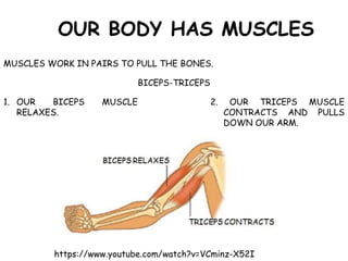 https://www.youtube.com/watch?v=VCminz-X52I
OUR BODY HAS MUSCLES
MUSCLES WORK IN PAIRS TO PULL THE BONES.
BICEPS-TRICEPS
1. OUR BICEPS MUSCLE
RELAXES.
2. OUR TRICEPS MUSCLE
CONTRACTS AND PULLS
DOWN OUR ARM.
 