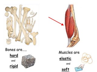 Bones are…..
hard
and
rigid
Muscles are…
elastic
soft
and
 