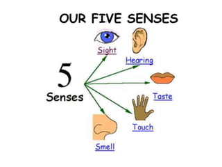 OUR FIVE SENSES
 