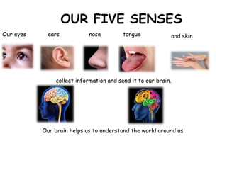 OUR FIVE SENSES
Our eyes
Our brain helps us to understand the world around us.
ears nose tongue and skin
collect information and send it to our brain.
 