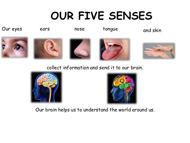 Resultado de imagen de our eyes, ears, nose tongue and skin collect information and send it