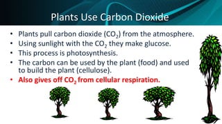 THE CARBON-CYCLE 