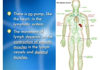 Lymphatic System | PDF