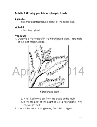 DRAFT
April 10, 2014
104
Activity 2: Growing plants from other plant parts
Objective
Infer that plants produce plants of the same kind.
Material
katakataka plant
Procedure
1. Observe a mature leaf in the katakataka plant. Take note
of the leaf margin/edge.
a. What is growing out from the edge of the leaf?
b. Is this still part of the plant or is it a new plant? Why
do you say so?
2. Look at the small plant growing from the margins.
Katakataka plant
 