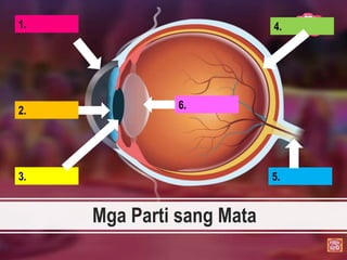 Mga Parti sang Mata
1.
2.
3.
4.
5.
6.
