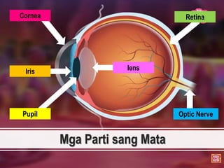Mga Parti sang Mata
Cornea
Iris
Pupil
Retina
Optic Nerve
lens