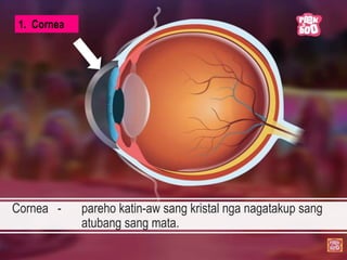 Cornea - pareho katin-aw sang kristal nga nagatakup sang
atubang sang mata.
1. Cornea