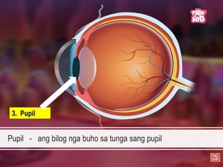 Pupil - ang bilog nga buho sa tunga sang pupil
3. Pupil