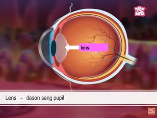Lens - dason sang pupil
lens