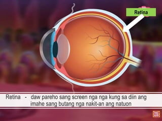Retina - daw pareho sang screen nga nga kung sa diin ang
imahe sang butang nga nakit-an ang natuon
Retina