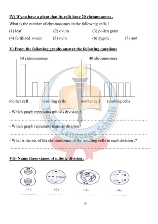 IV) If you have a plant that its cells have 20 chromosomes .
What is the number of chromosomes in the following cells ?
(1) leaf (2) ovum
(4) fertilized ovum (5) stem
V) From the following graphs answer the following questions
40 chromosomes
mother cell resulting cells
- Which graph represents mitosis
……………………………………………………………………………………….
- Which graph represents meiosis
……………………………………………………………………………………….
- What is the no. of the chromosomes in the resulting cells in each division .
…………………………………………………………………………………………
VI)- Name these stages of mitotic division:
19
IV) If you have a plant that its cells have 20 chromosomes .
What is the number of chromosomes in the following cells ?
(2) ovum (3) pollen grain
(5) stem (6) zygote
V) From the following graphs answer the following questions
40 chromosomes
other cell resulting cells mother cell resulting cells
mitosis division ?
……………………………………………………………………………………….
Which graph represents meiosis division?
……………………………………………………………………………………….
What is the no. of the chromosomes in the resulting cells in each division .
…………………………………………………………………………………………
Name these stages of mitotic division:
IV) If you have a plant that its cells have 20 chromosomes .
grain
(6) zygote (7) root
V) From the following graphs answer the following questions
40 chromosomes
resulting cells
……………………………………………………………………………………….
……………………………………………………………………………………….
What is the no. of the chromosomes in the resulting cells in each division .?
…………………………………………………………………………………………
 