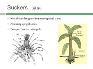 Suckers （吸芽）
 New shoots that grow from underground stems
 Producing upright shoots
 Example : banana ,pineapple
 
