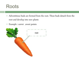 root
Roots
 Adventitious buds are formed from the root. These buds detach from the
root and develop into new plants
 Example : carrot ,sweet potato
 