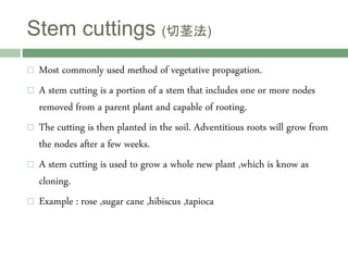 Stem cuttings (切茎法)
 Most commonly used method of vegetative propagation.
 A stem cutting is a portion of a stem that includes one or more nodes
removed from a parent plant and capable of rooting.
 The cutting is then planted in the soil. Adventitious roots will grow from
the nodes after a few weeks.
 A stem cutting is used to grow a whole new plant ,which is know as
cloning.
 Example : rose ,sugar cane ,hibiscus ,tapioca
 