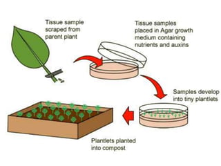 Science form 3 chapter4.12 vegetative reproduction