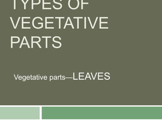 TYPES OF
VEGETATIVE
PARTS
Vegetative parts—LEAVES
 