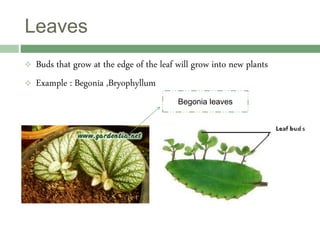 Leaves
 Buds that grow at the edge of the leaf will grow into new plants
 Example : Begonia ,Bryophyllum
Begonia leaves
 