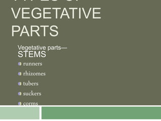 TYPES OF
VEGETATIVE
PARTS
Vegetative parts—
STEMS
runners
rhizomes
tubers
suckers
corms
 
