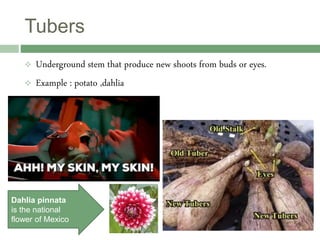  Underground stem that produce new shoots from buds or eyes.
 Example : potato ,dahlia
Tubers
Dahlia pinnata
is the national
flower of Mexico
 