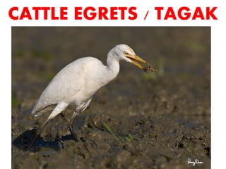 Tagak Science Animals Then and Now Philippine Wild Life Animal Reproduction ...