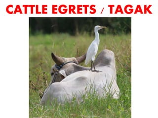 Tagak Science Animals Then and Now Philippine Wild Life Animal Reproduction ...
