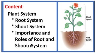 Shoot System.drawing Science 4 Q2 Roots and Shoots Sytem.pptx other.pptx