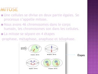mitoseUne cellules se divise en deux partie égales. Se processus s’appelle mitose.Nous avons 46 chromosomes dans le corps humain, les chromosomes son dans les cellules.La mitose se sépare en 4 étapes-prophase, métaphase, anaphase et télophase.Étapes