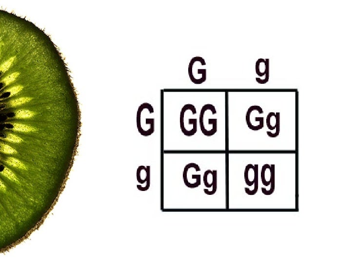 making a punnett square B