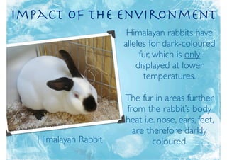 Impact of the Environment
                       Himalayan rabbits have
                      alleles for dark-coloured
                           fur, which is only
                          displayed at lower
                            temperatures.

                      The fur in areas further
                      from the rabbit’s body
                      heat i.e. nose, ears, feet,
                        are therefore darkly
   Himalayan Rabbit           coloured.
 