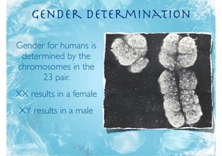 Gender Determination

Gender for humans is
 determined by the
chromosomes in the
      23 pair.
XX results in a female
 XY results in a male
 