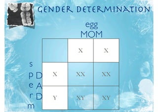 Gender Determination
          egg
         MOM
         X      X

s
pD   X   XX   XX
eA
rD   Y   XY   XY
m
 