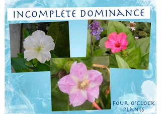 Incomplete Dominance




               Four o’clock
                  plants
 