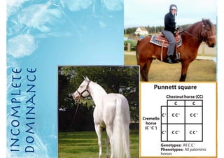 Incomplete
Dominance
 