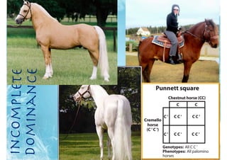 Incomplete
Dominance
 