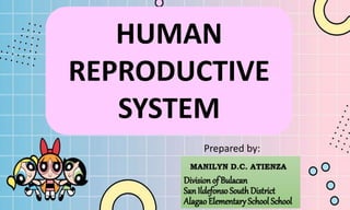 HUMAN
REPRODUCTIVE
SYSTEM
MANILYN D.C. ATIENZA
Division of Bulacan
SanIldefonso SouthDistrict
Alagao Elementary School School
Prepared by:
 