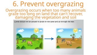 6. Prevent overgrazing
Overgrazing occurs when too many animals
graze too long on land that can't recover,
damaging the vegetation and soil
 