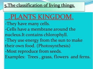 5.The classification of living things.

.PLANTS KINGDOM.
-They have many cells.
-Cells have a membrane around the
nucleus.It contains chlorophyll.
-They use energy from the sun to make
their own food. (Photosynthesis)
-Most reproduce from seeds.
Examples: Trees , grass, flowers and ferns.

 