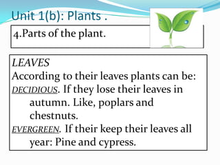 Unit 1(b): Plants .
4.Parts of the plant.
LEAVES
According to their leaves plants can be:
DECIDIOUS. If they lose their leaves in
autumn. Like, poplars and
chestnuts.
EVERGREEN. If their keep their leaves all
year: Pine and cypress.

 