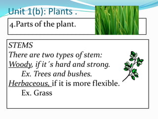 Unit 1(b): Plants .
4.Parts of the plant.
STEMS
There are two types of stem:
Woody, if it´s hard and strong.
Ex. Trees and bushes.
Herbaceous, if it is more flexible.
Ex. Grass

 