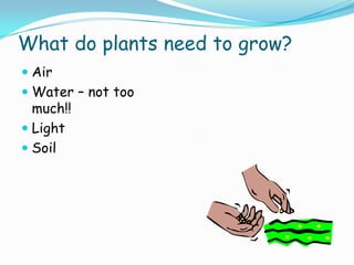 What do plants need to grow?
 Air

 Water – not too
much!!
 Light
 Soil

 
